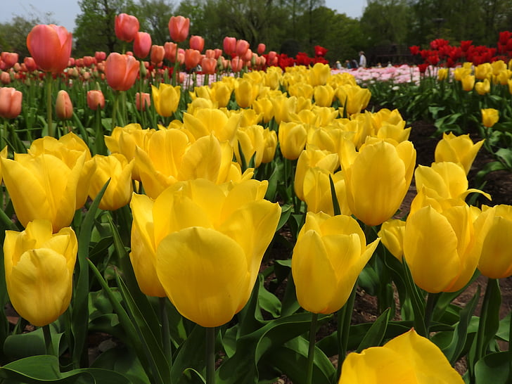 tulipanes amarillos, flores, amarillo, naturaleza, flor