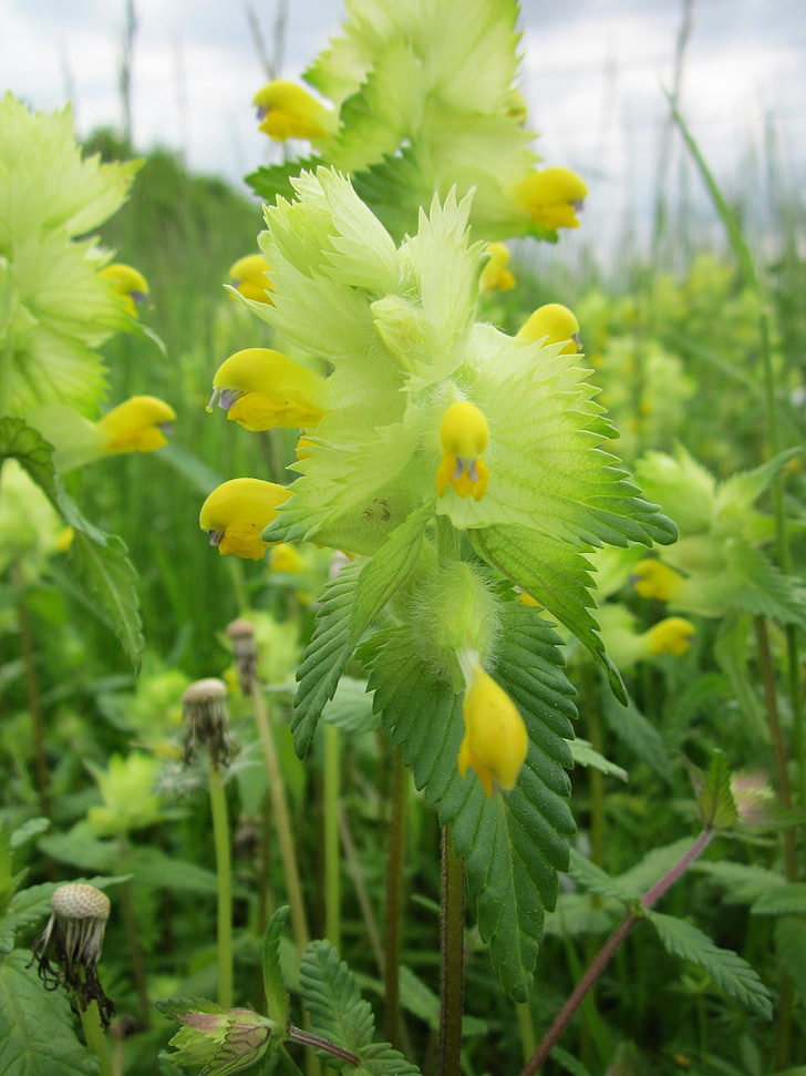 rhinanthus alectorolophus, більший жовтий Реттла, Wildflower, Флора, ботаніка, завод, види