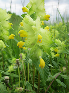 rhinanthus alectorolophus, lielāks dzeltena klaburčūska, Wildflower, Flora, botānika, augu, suga
