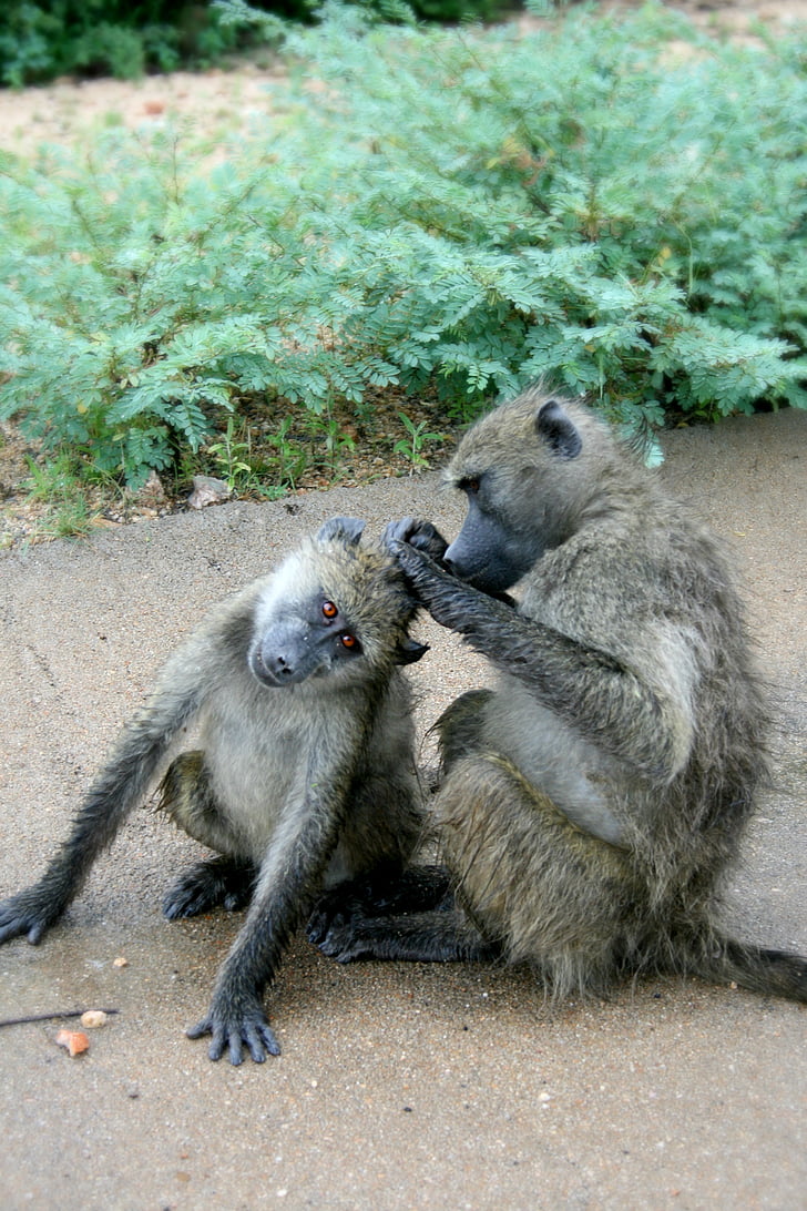 africa, south africa, wildlife, baboons, grooming, social baboons, social