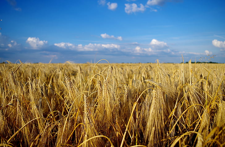 field, wheat, summer, landscape, grain, great plains, sunshine