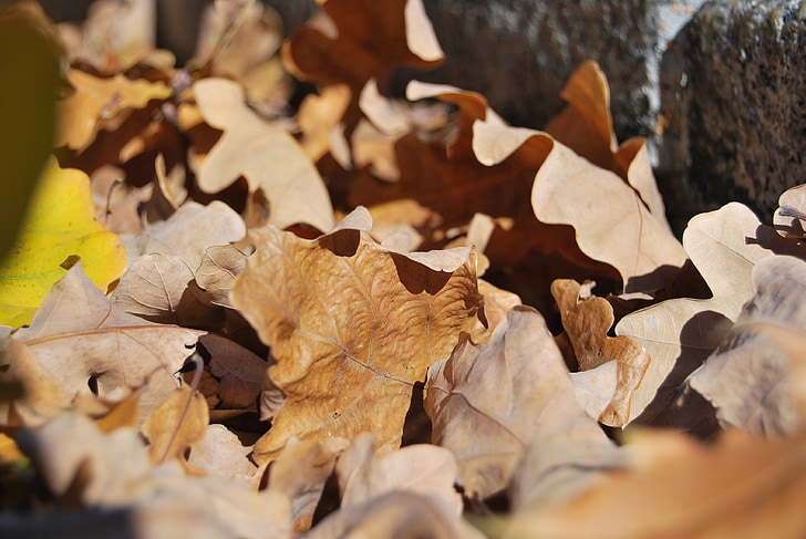 follaje, marchitado, marrón, otoño
