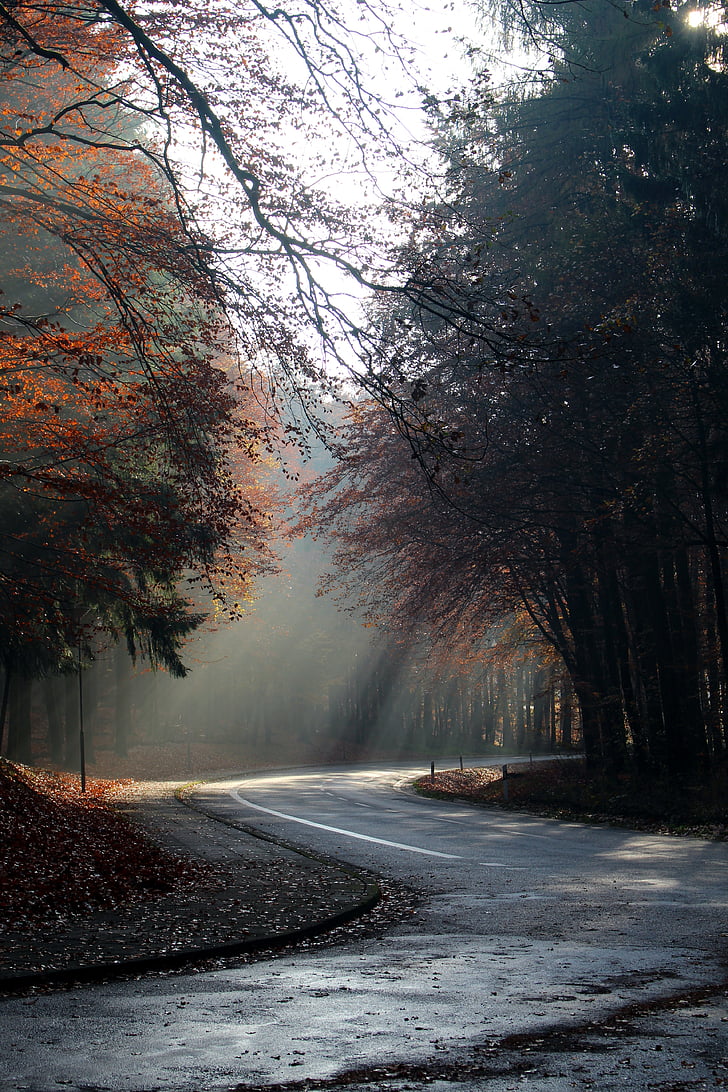 autumn, morning, sunbeam, mood, road, empty, fall color