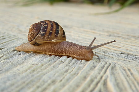 snail, shell, close, animals, mollusk, slowly