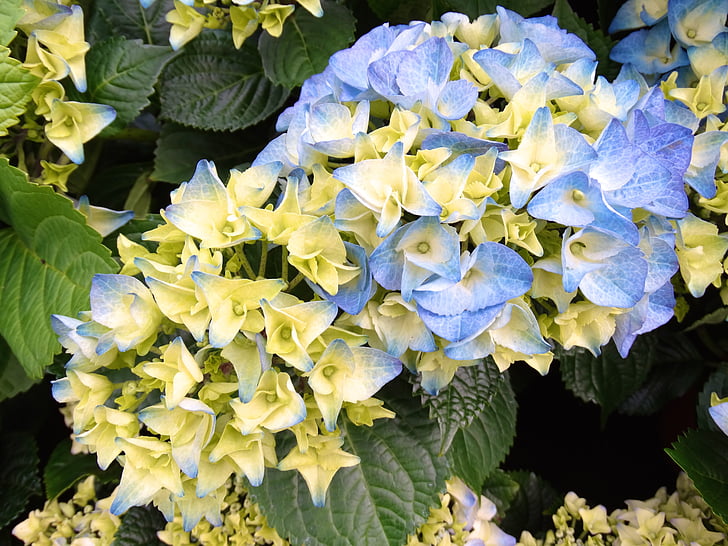 Flora, kvet, kvety, žltá, modrá, hortenzie