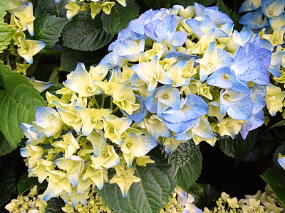 Flora, květ, květiny, žlutá, modrá, hortenzie