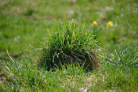 trawa, zielony, łąka, trawnik knoll