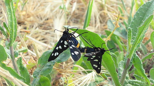 sommerfugl, sammenkobling, par, natur, reproduksjon