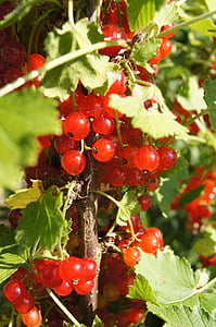 currant, red, bush, the plot, plant, fruit shrub, ribes rubrum