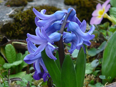Záhradné hyacint, HYACINTHUS orientalis, hyacint, HYACINTHUS, špargľa rastlín, asparagaceae, rastlín