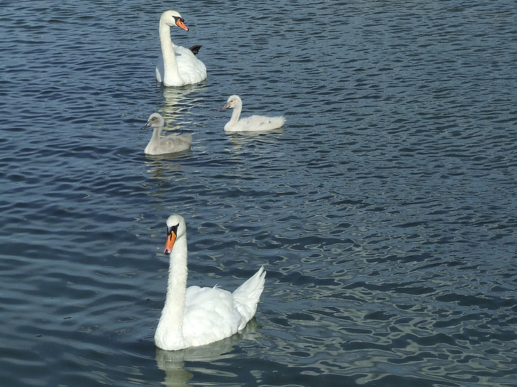 swans, waterfowl, baby swans
