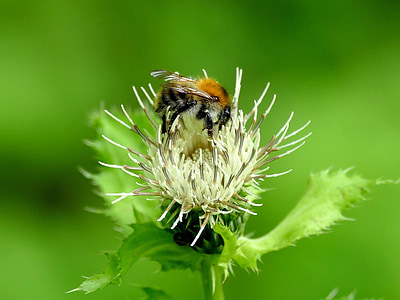 цветок, Пчела, насекомое, Блоссом, Блум, Природа, завод