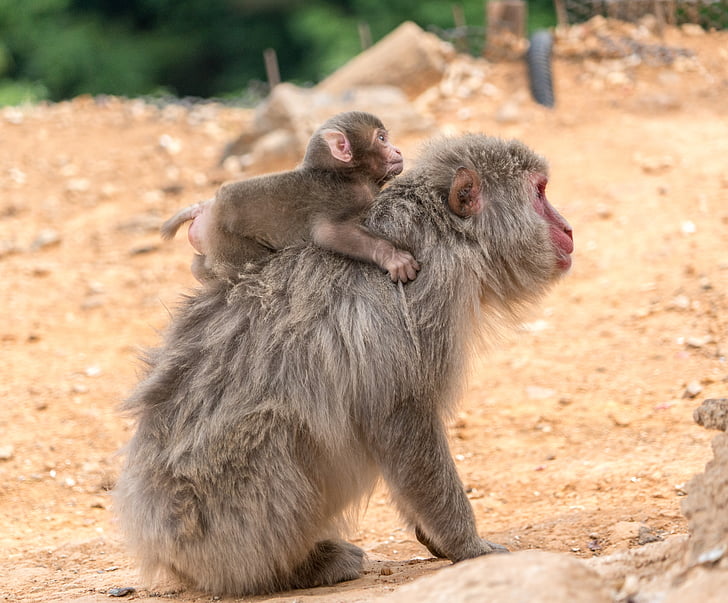Arashiyama, Japonia, Monkey park, małpy, matka, dziecko, piggy back ride