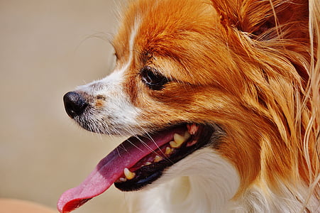 hunden, Chihuahua, søt, liten hund, kjæledyr, hårete, pels