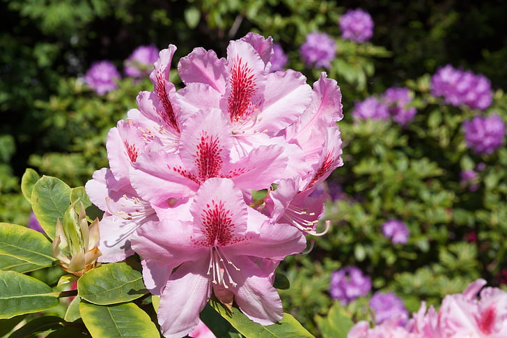 rhododendron, Blossom, mekar, genus, Keluarga ericaceae, ericaceae, merah muda