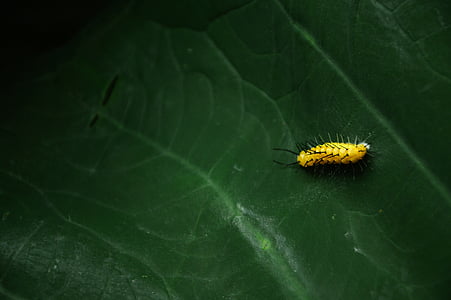 Caterpillar, verde, inseto, folha, natureza, larva, animal