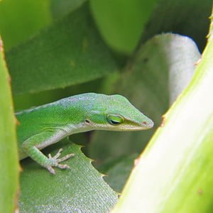 reptile, lizard, green, wildlife, animal, nature, green Color