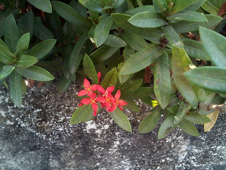 cvijeće, cvijet pin, crveno cvijeće, grm, drvo, zid, priroda