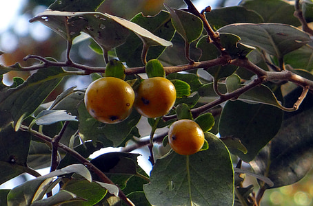 vzhod indijskega ebony, Diospyros melanoxylon, tendu, kendu, sadje, listi, Indija
