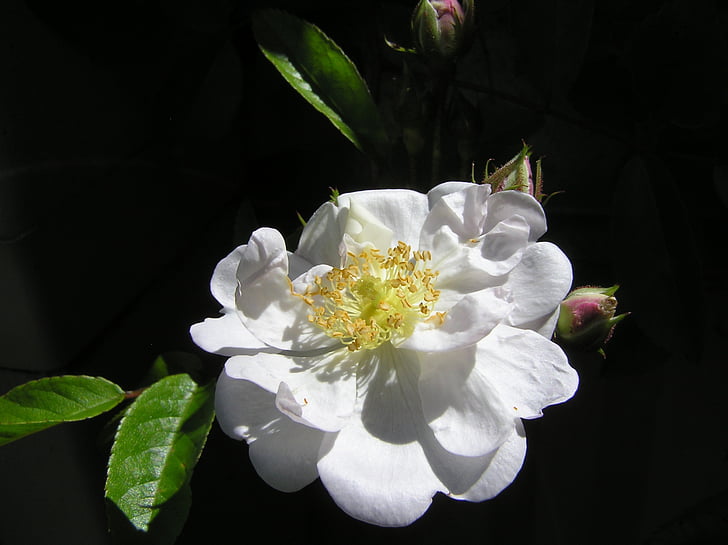 ruže, jednotný, biela