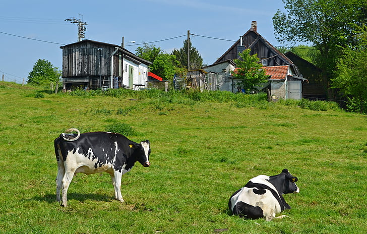 αγροτική, ειδύλλιο, αγελάδες, Bauer, σπίτια, αγροικία, αγρόκτημα