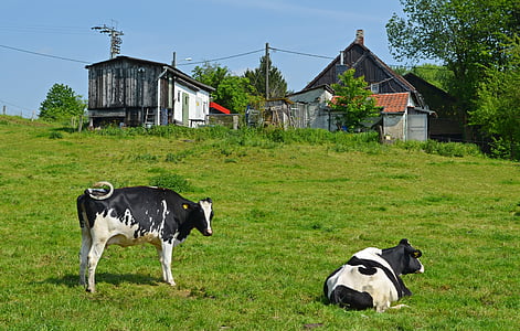 rural, Idilio, vacas, Bauer, casas, casa de campo, granja