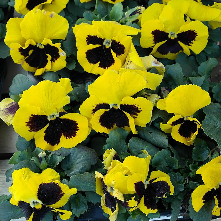 pansy, flowers, spring
