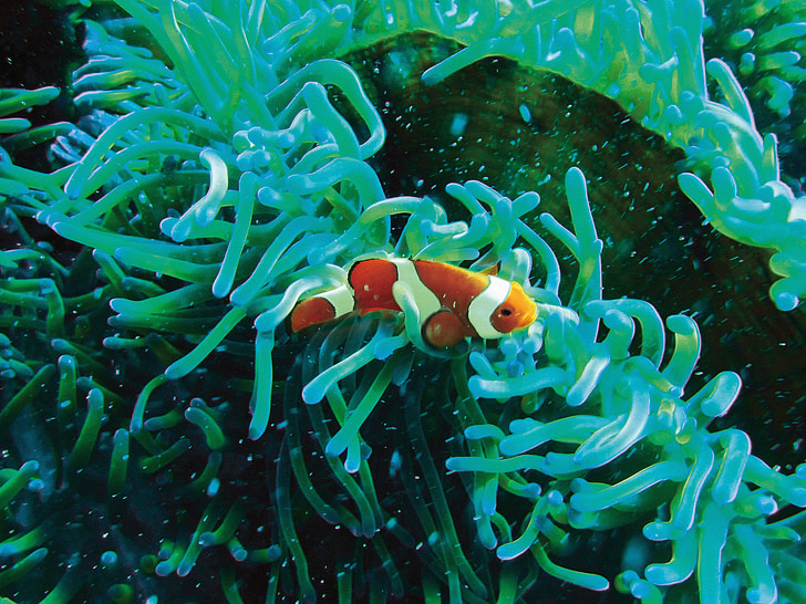 poisson clown, sous l’eau, plongée sous-marine, corail, turquoise, Nemo, exotiques