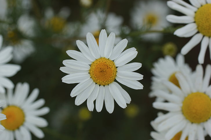 Daisy, blanc, jaune, fleur, Bloom, nature, été