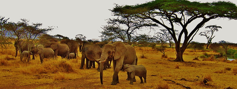 코끼리, 탄자니아, 아프리카, 세 렝 게티, 사파리, 동물, 자연 세 렝 게티