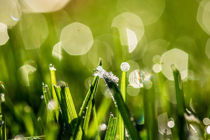 bokeh, dewdrop, frozen morning dew, drop of water, drip, dew, blades of grass