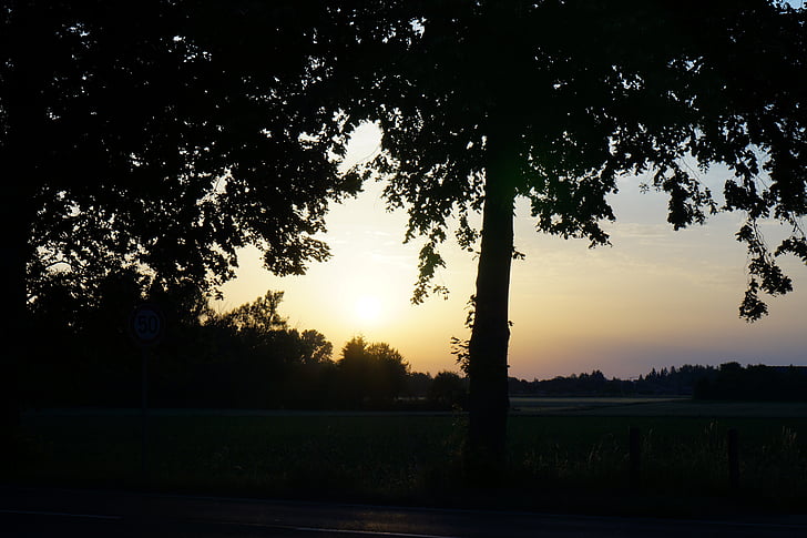landscape, trees, nature