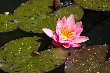 water lilies, pond, nature, aquatic plant, blossom, bloom, water