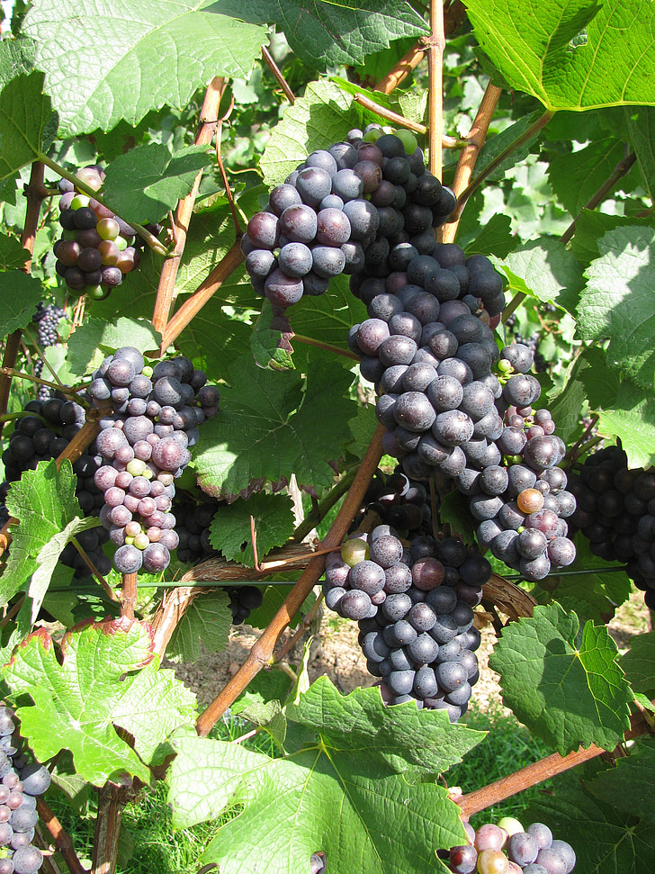виноград, вино, виноград, фрукти, виноградарство, Виноградна лоза, Vines
