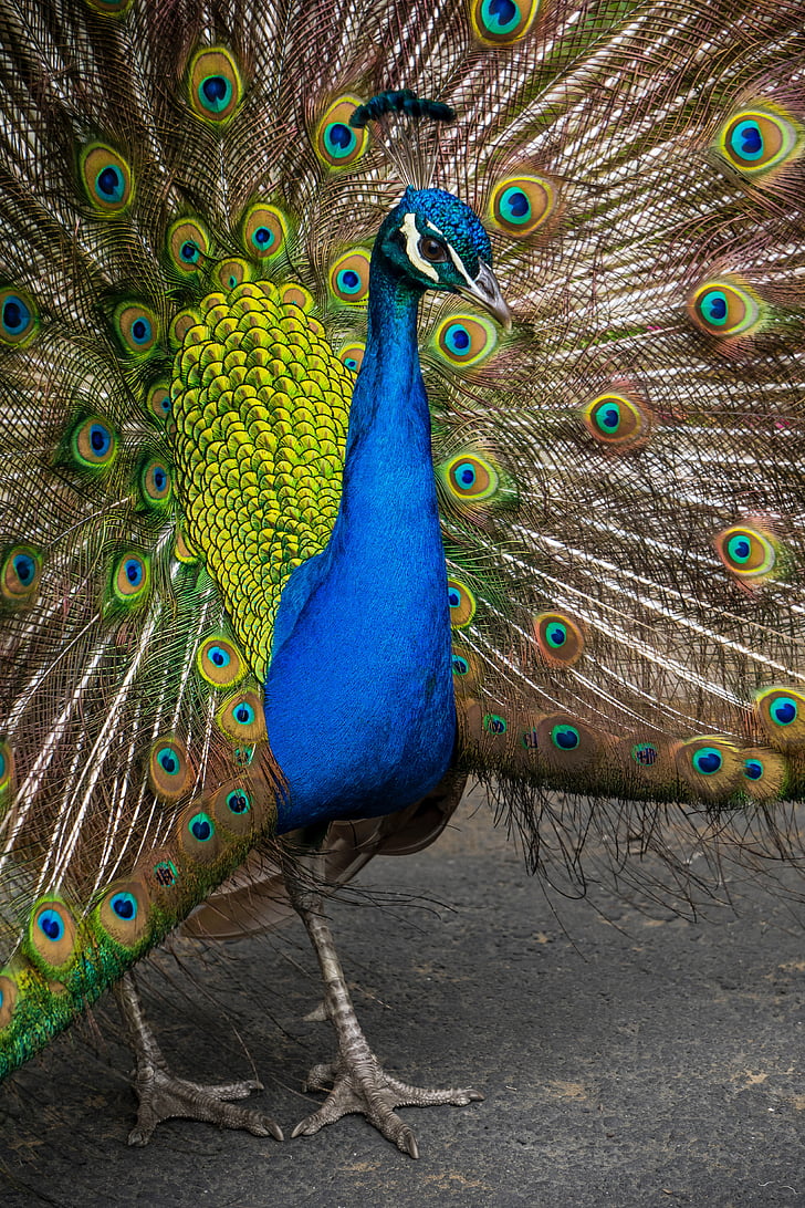 peafowl, peacock, colorful, feather, bird, animal, zoo