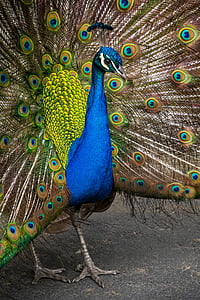 peafowl, peacock, colorful, feather, bird, animal, zoo