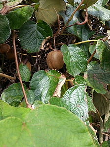 Kiwi, Kiwi Baum, Obst