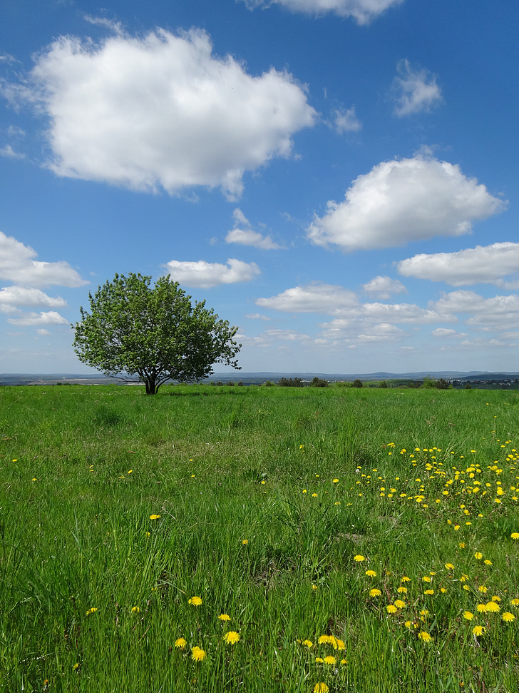 árbol, Prado, paisaje, verde, naturaleza, nubes, Polonia