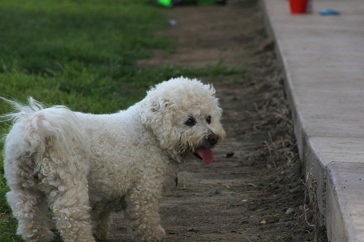 куче, Bichon, шипове на ограда, парк, трева, животните, пудел