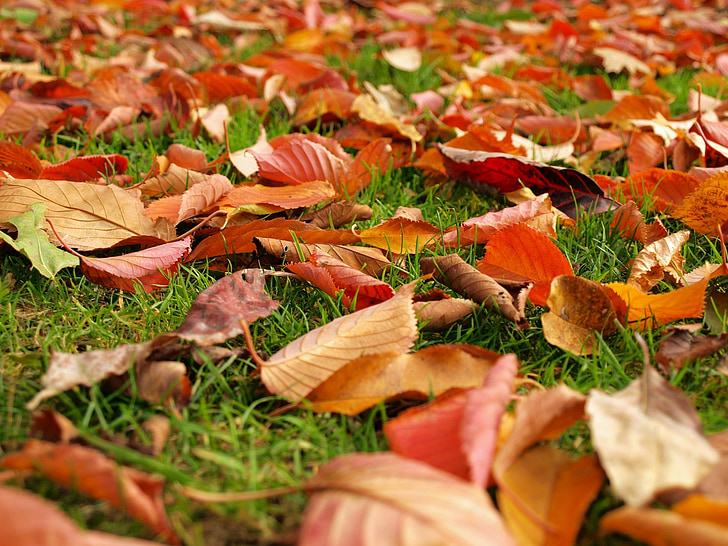lá, mùa thu, mùa thu, cỏ, mặt đất, groundcover, màu đỏ