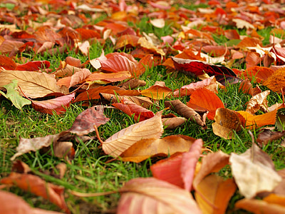 foglie, caduta, autunno, erba, terra, tappezzante, rosso
