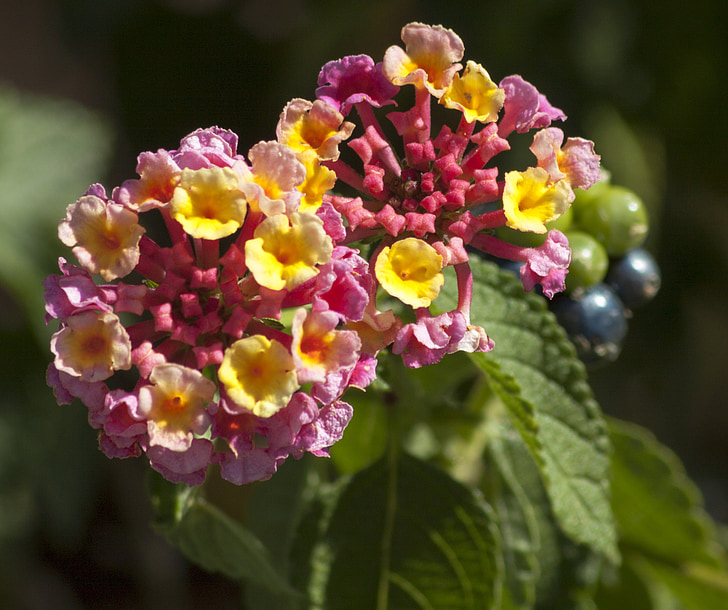 flower, macro, nature, garden