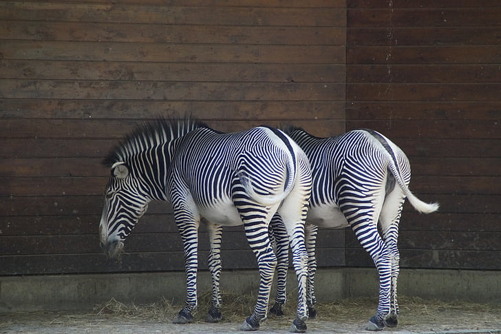 zebror, stall, hov djur, Perissodactyla, vit, svart, struktur