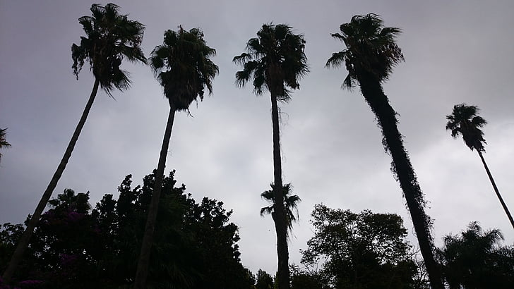 Palm, vrt, velikan palm, Alžirija