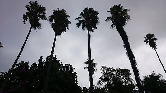 Palma, giardino, palme giganti, Algeria