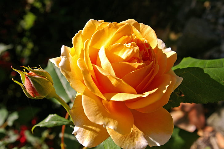Princesa margaret, color de rosa, rosa perfumada, flor, floración, flor, jardín