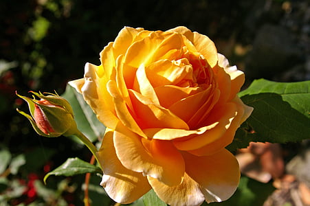 皇冠公主玛格丽特, 上升, 香味玫瑰, 开花, 绽放, 花, 花园