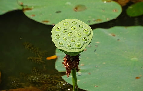 vaina de semillas, Lotus, cabeza de la flor, flor, Blanco, nucifera de Nelumbo, India lotus