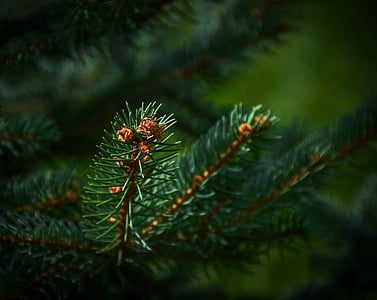 arbre à feuilles persistantes, Sapin, Forest, vert, pin, couleur verte, nature
