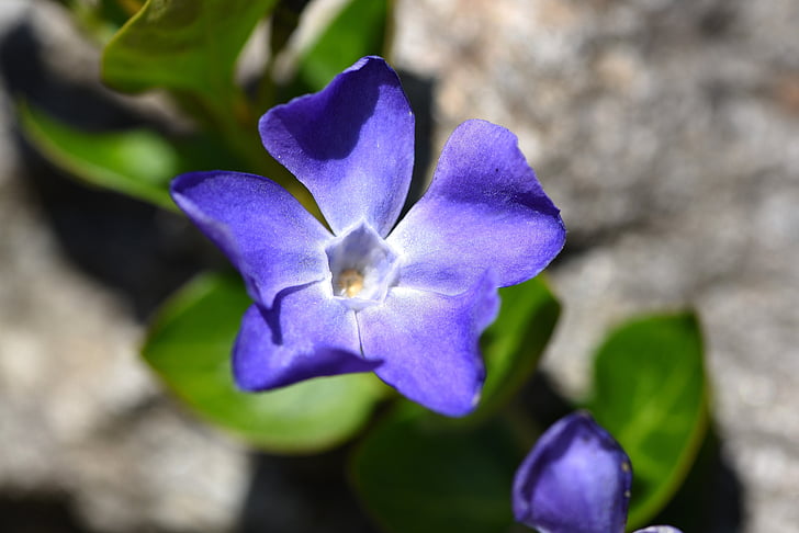 blomst, anlegget, blå, Clematis, blå clematis, hage, natur